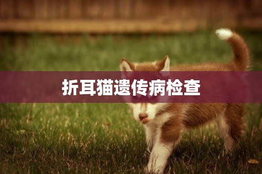折耳貓遺傳病檢查