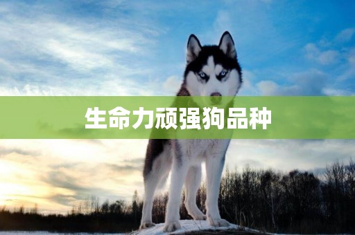生命力頑強狗品種
