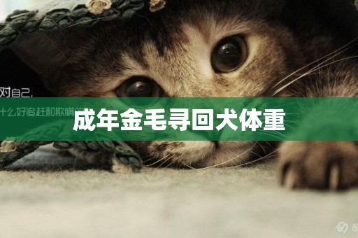成年金毛尋回犬體重