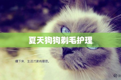 夏天狗狗剃毛護理