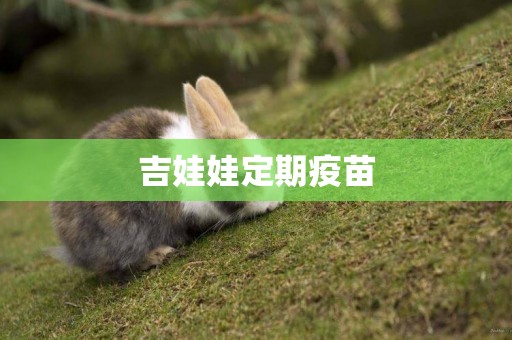 吉娃娃定期疫苗