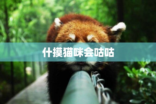什摸貓咪會咕咕