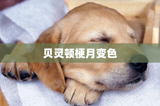 貝靈頓梗月變色