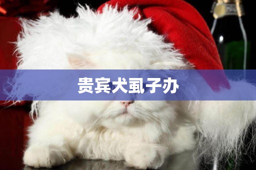 貴賓犬虱子辦