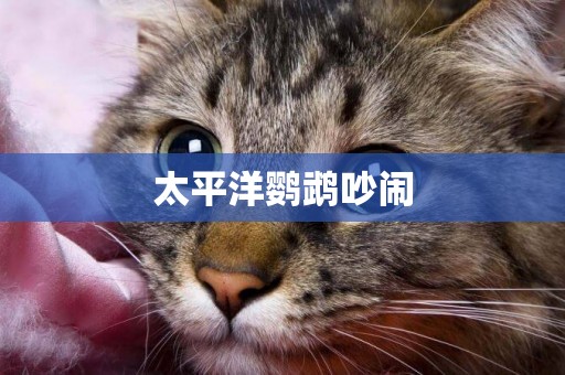 太平洋鸚鵡吵鬧