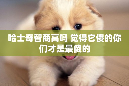 哈士奇智商高嗎 覺得它傻的你們才是最傻的