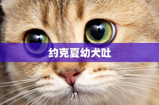 約克夏幼犬吐