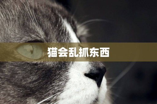 貓會亂抓東西