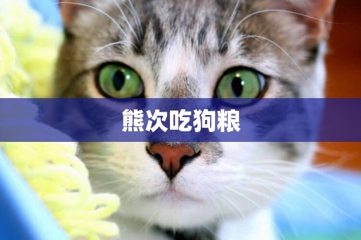 熊次吃狗糧