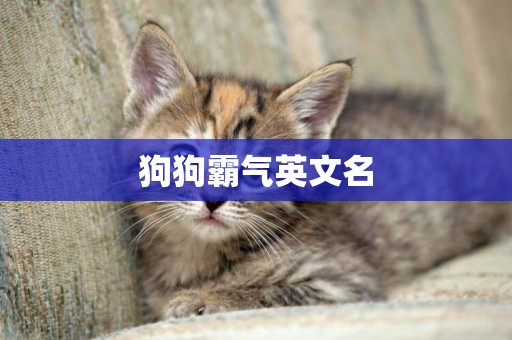 狗狗霸氣英文名