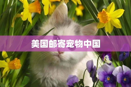 美國郵寄寵物中國