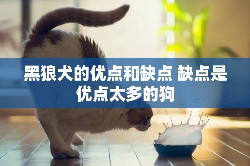黑狼犬的優點和缺點 缺點是優點太多的狗