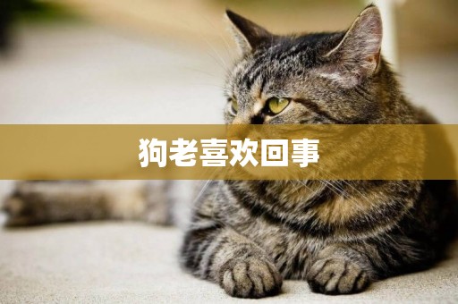 狗老喜歡回事