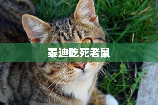 泰迪吃死老鼠