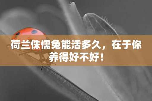 荷蘭侏儒兔能活多久，在于你養得好不好！