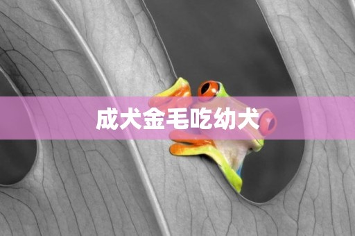 成犬金毛吃幼犬