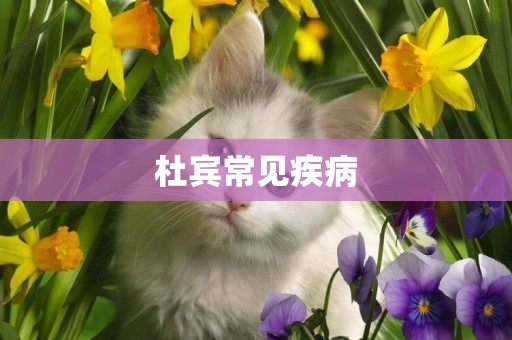 杜賓常見疾病