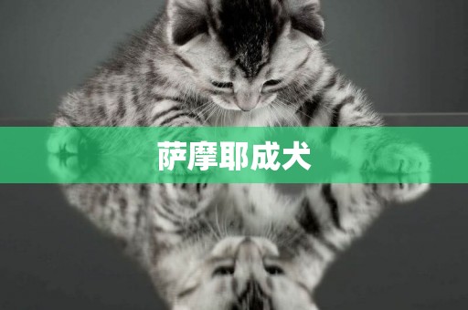 薩摩耶成犬