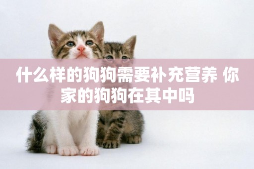 什么樣的狗狗需要補充營養 你家的狗狗在其中嗎