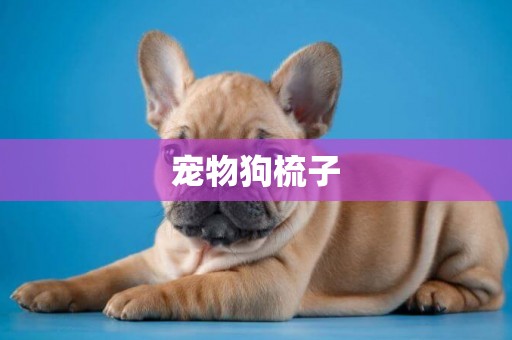 寵物狗梳子