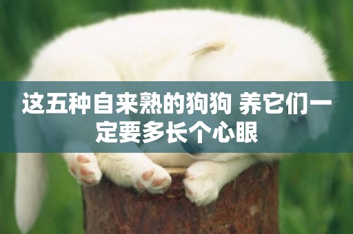 這五種自來熟的狗狗 養它們一定要多長個心眼 這五種自來熟的狗狗 養它們一定要多長個心眼