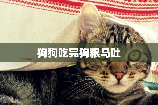 狗狗吃完狗糧馬吐