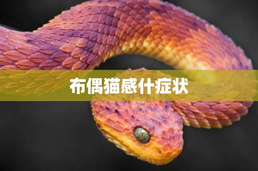 布偶貓感什癥狀