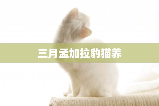 三月孟加拉豹貓養