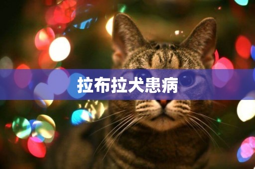 拉布拉犬患病
