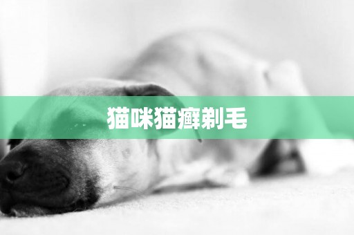 貓咪貓癬剃毛