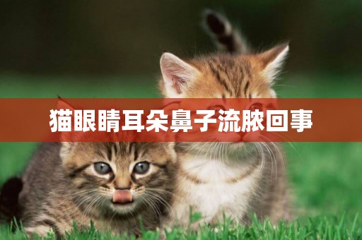 貓眼睛耳朵鼻子流膿回事