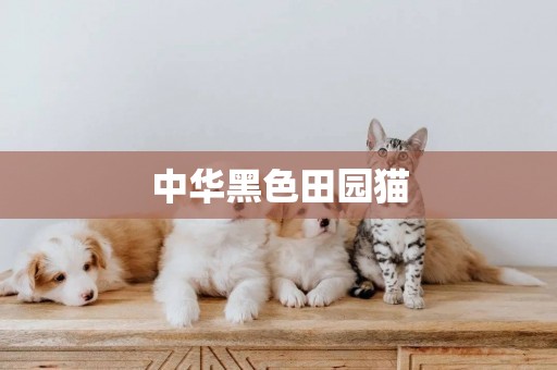 中華黑色田園貓
