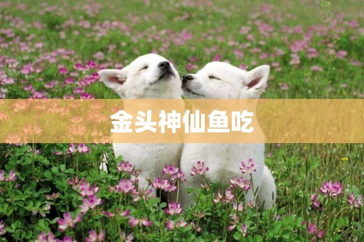 金頭神仙魚吃