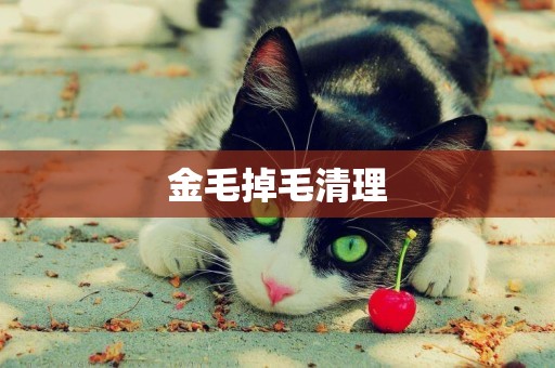 金毛掉毛清理