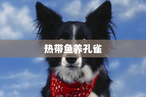 熱帶魚養孔雀