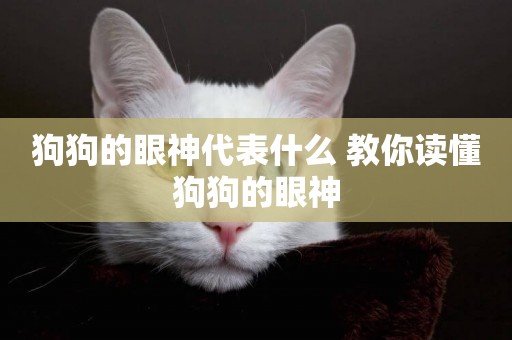 狗狗的眼神代表什么 教你讀懂狗狗的眼神