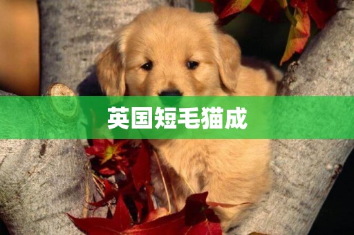 英國短毛貓成