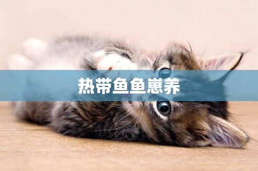 熱帶魚魚崽養