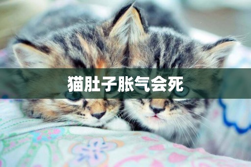 貓肚子脹氣會死