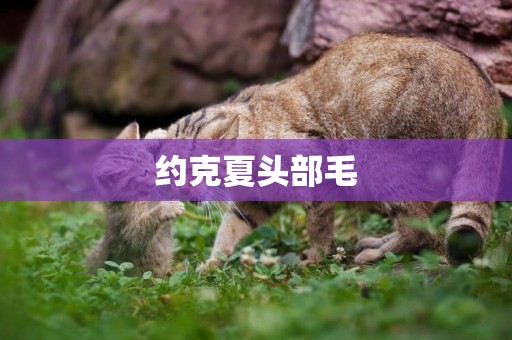 約克夏頭部毛