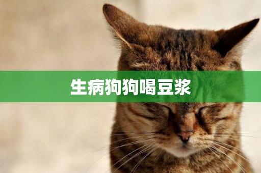 生病狗狗喝豆漿