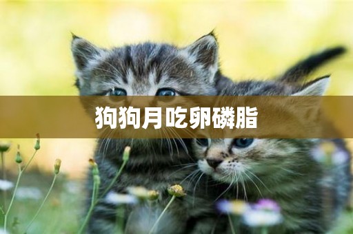 狗狗月吃卵磷脂