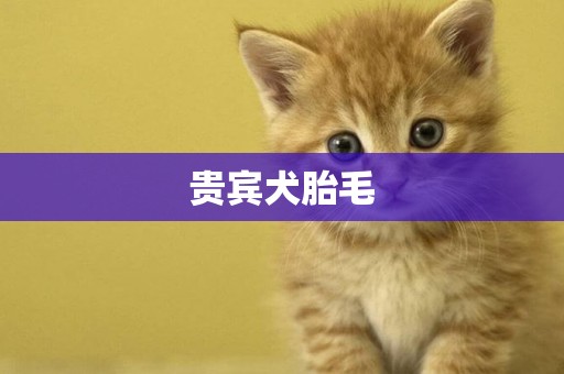 貴賓犬胎毛