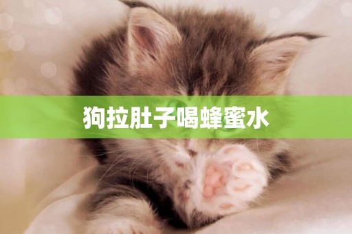 狗拉肚子喝蜂蜜水