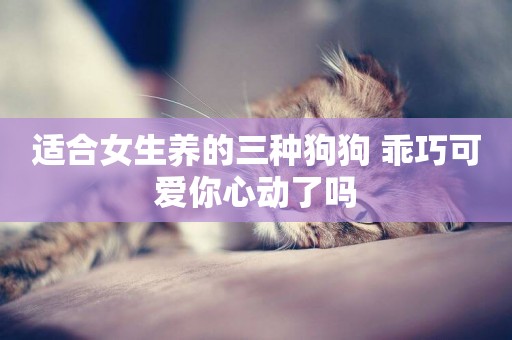 適合女生養的三種狗狗 乖巧可愛你心動了嗎