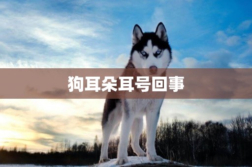 狗耳朵耳號回事