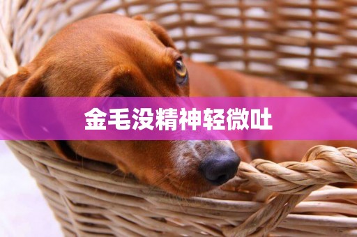 金毛沒精神輕微吐