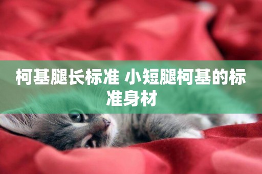 柯基腿長標準 小短腿柯基的標準身材