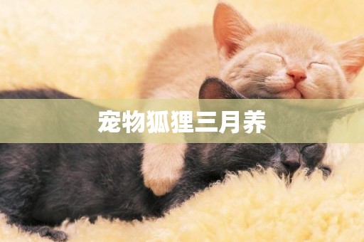 寵物狐貍三月養