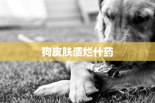 狗皮膚潰爛什藥